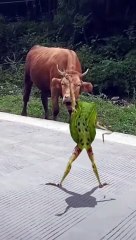 I called the green frog with the strange dance  |  BUFFALO KID'S TV #buffalokidstv