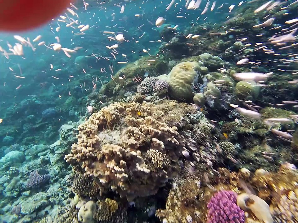 Lahami Bay: Kuscheln mit Schildkröte