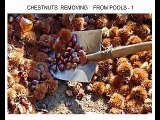 Turkish Chestnuts - SAMRIOGLU Hazelnuts and Dried Fruits Export