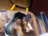 Monkey Kisses Cat