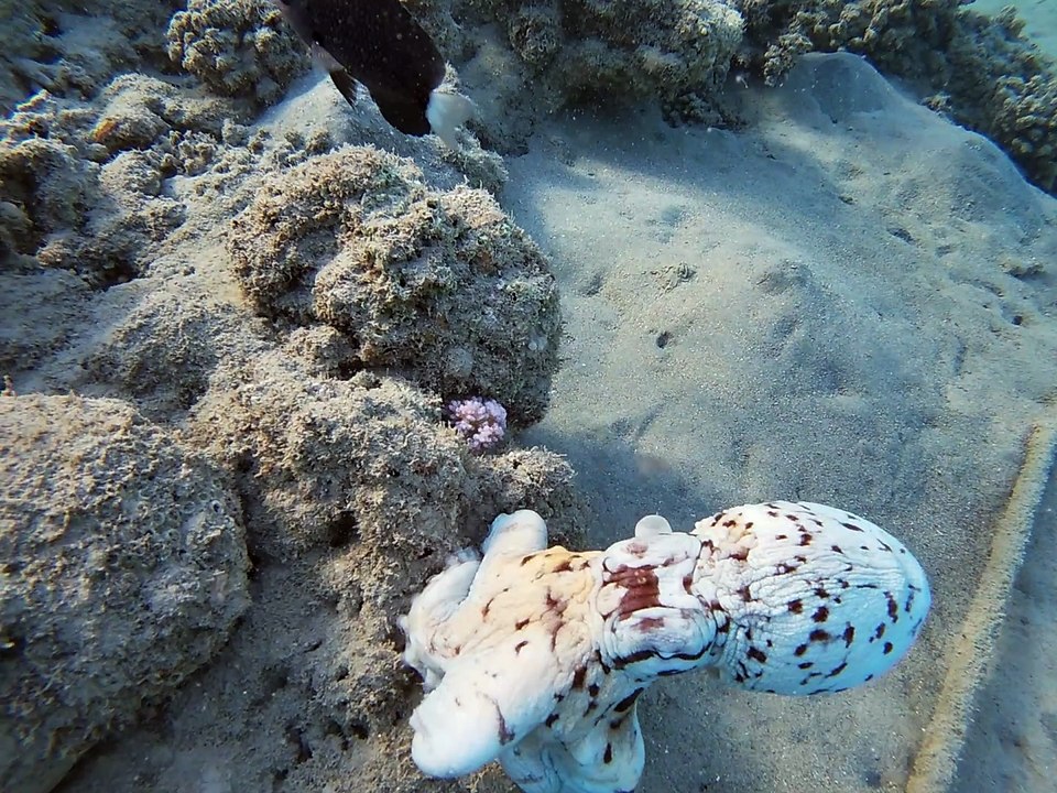 Lahami Bay: Von Demoiselle spa-behandelter oder geärgerter kleiner Krake