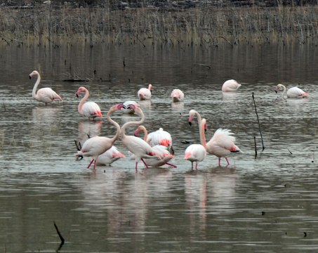 Baharın müjdecisi flamingolar, Tuz Gölü'ne kuluçka için değişmeye başladı