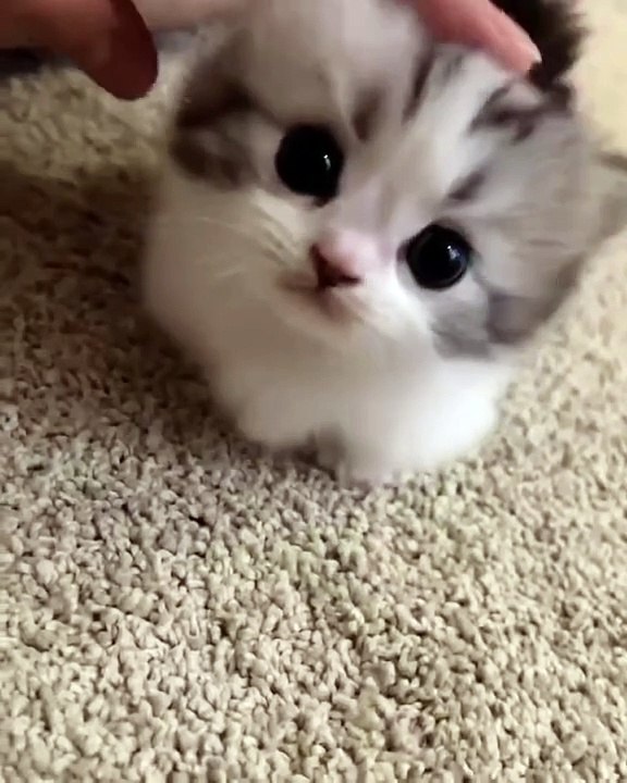 Cat is dancing