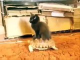 Divertido gato sobre una tortuga