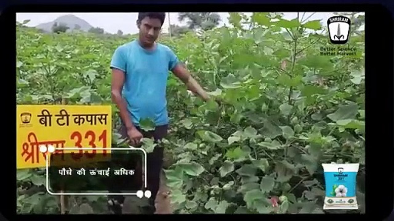 Shriram 331 BT Cotton Seeds: Empowering Rajasthan's Agricultural Champions