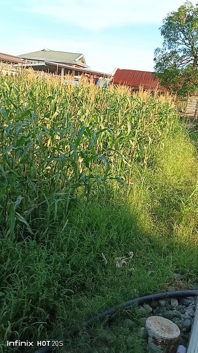 FARM
