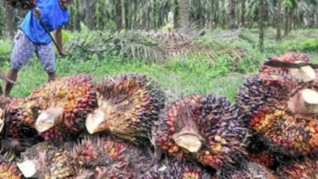 Ketahuan Maling Sawit, Pelaku Malah Serang Warga