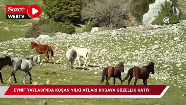 Eynif Yaylası'nda koşan yılkı atları doğaya ayrı güzellik katıyor