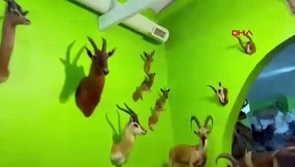 Türkiye'deki son Anadolu kaplanı İstanbul'da bulundu! Şoke eden operasyon