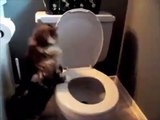 Cat Flushing A Toilet Music Video - Parry Gripp