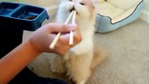 Gatito come de palillos chinos