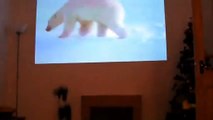 Perro disfruta ver a osos polares