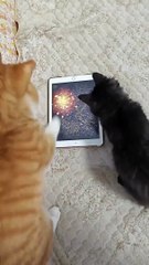 Bir vurdu, iki vurdu üçüncüde bombaladı! Kedinin jeneriklik hareketi pes dedirtti