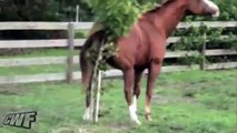 Como se rasca el trasero un caballo con un árbol