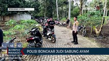 Satreskrim Polres Minut Bongkar Judi Sabung Ayam Di Desa Tetey