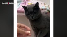 Sahibi ile oyun oynarken düşünen kedi bakışları ile sosyal medyayı salladı: ''İnsan gibi''