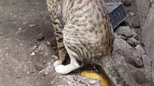Cat p69