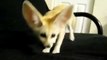 Scout the Fennec Fox eating Carrots