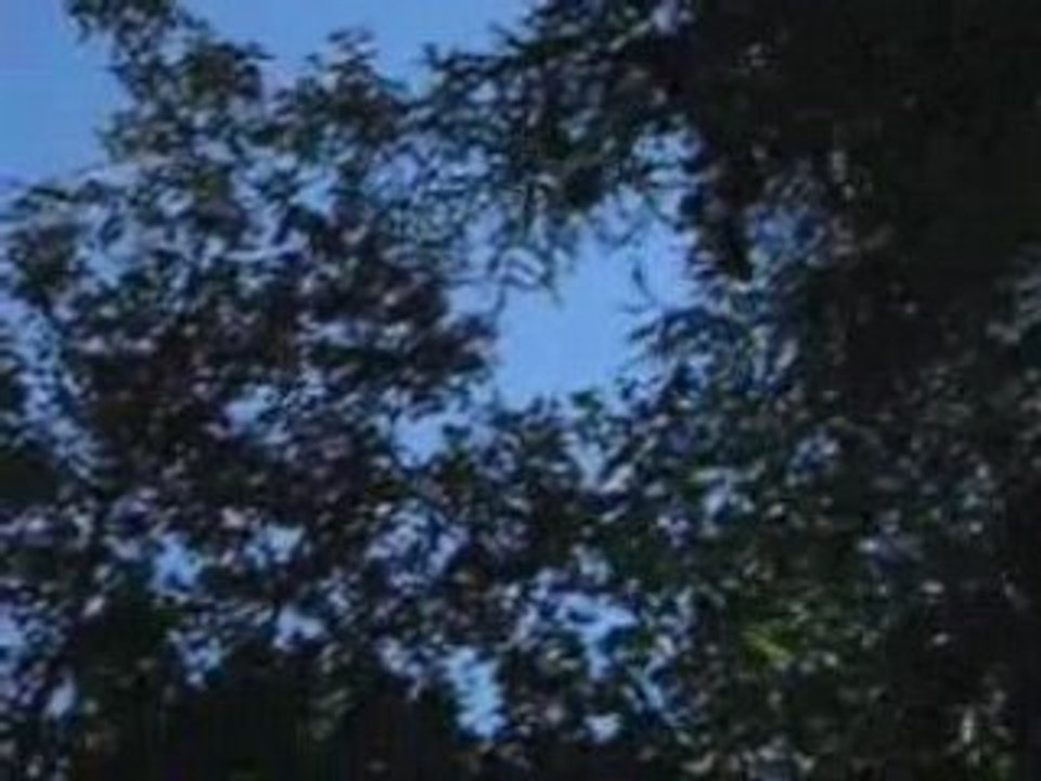 ADD ESC LES PTIT SINGES