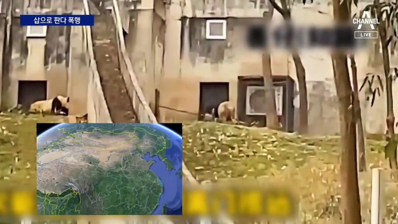 푸바오 가는데…中 사육사 삽으로 판다 구타