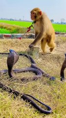 Monkey with cobra naag #kingcobra