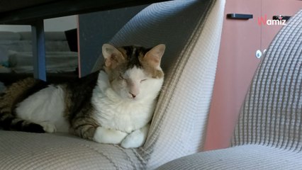 Abîmé par la vie dans la rue, ce jeune chat aveugle aimerait une famille pour continuer d'apprendre à faire confiance