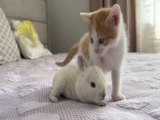 Il gattino vede un coniglio per la prima volta: il video vi strapperà un sorriso