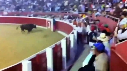 Toro salta a las gradas en Venezuela