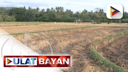 Pinsala ng El Niño, umabot na sa P1.75-B; 32 ektarya, kabilang sa mga naapektuhan