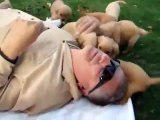 adorables perritos en la cara de su dueño