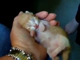 gatito recien nacido
