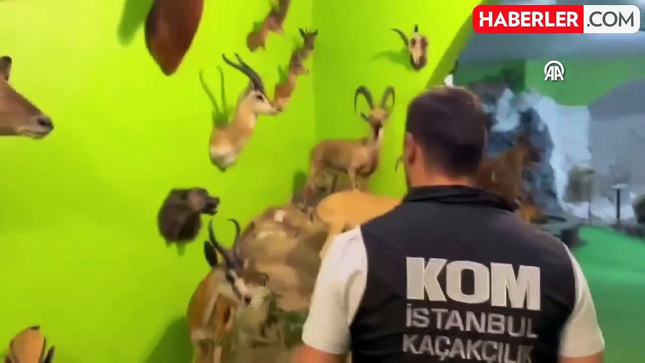 Dondurulmuş hayvan müzesine operasyon! Timsah, aslan, bizon tahnitleri ele geçirildi