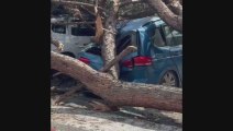 Roma, paura sulla Colombo: albero crolla su due auto in movimento - Video