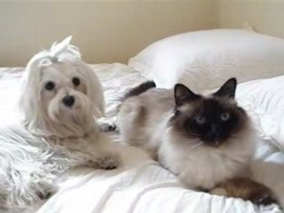 Ulysse & Cookie