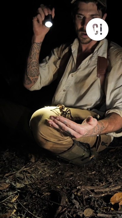 Les animaux flippants sont-ils forcément agressifs ?