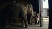 Water For Elephants Movie Clip 