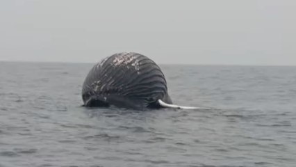 Norvège : en pleine mer, un pêcheur tombe sur une carcasse de baleine sur le point d’exploser