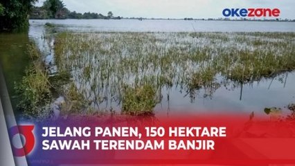 Jelang Panen, 150 Hektare Sawah Petani di Jepara Terendam Banjir