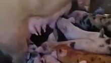Piglets