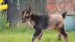 World's smallest goat born at Windmill Farm Park