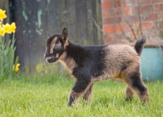 World's smallest goat born at Windmill Farm Park