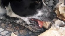 oreo dog