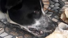 oreo dog