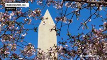 Cherry blossoms reach full bloom in D.C.