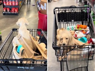Il cagnolino va a fare shopping