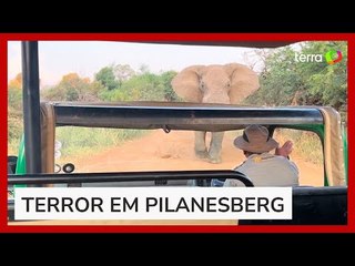 Elefante é gravado atacando veículo durante safári na África do Sul