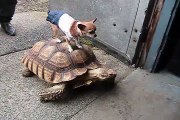 Chihuahua sobre una tortuga