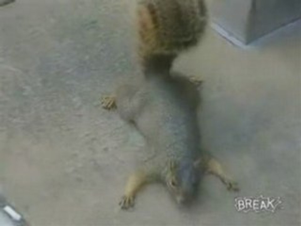 Squirrel Learns How To Play Dead For Food