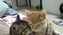 #chat vs 