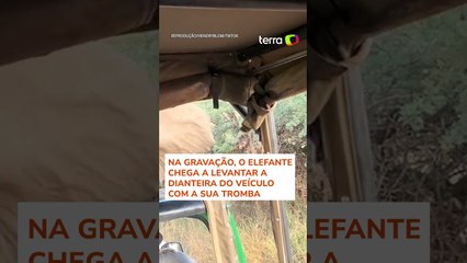 Elefante ataca veículo durante safári na África do Sul #shorts